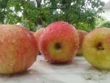 W Opolu powstaje Grupa Rolnictwa Wspieranego przez Społeczność