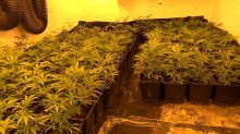 Policja zlikwidowała profesjonalną plantację konopi