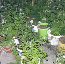 Uprawiał krzaki konopi w szklarni między ogórkami