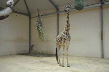 Żyrafa przyszła na świat w opolskim zoo