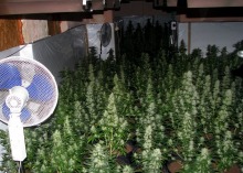 Zlikwidowana rekordowa plantacja konopi. Ponad 2300 krzewów wartych 4 mln zł.