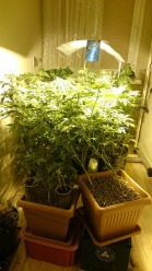 28-letni Opolanin uprawiał w mieszkaniu krzewy konopi indyjskich