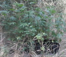 Plantacja konopi indyjskich na nieużytkach. 38-latek z zarzutami.