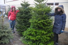 Jak dbać o świąteczne drzewko?