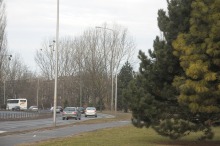 W Opolu zostanie zasadzonych blisko 3 tysiące drzew