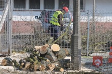 Masz wątpliwości co do wycinki drzew? Zgłoś ją ratuszowi. 