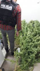 Narkotykowa "dziupla" w garażu, a za nim uprawa konopi