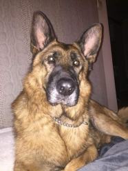 Dino, którego sprawa obiegła Polskę...decyzją sądu wraca do właściciela