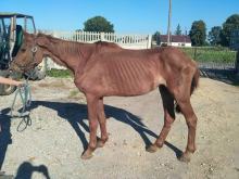 Zapadł wyrok w sprawie znęcania się nad zwierzętami