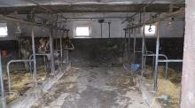 16 krów padło rażonych prądem podczas wichury. Ruszyła zbiórka pieniędzy na odbudowę inwentarza