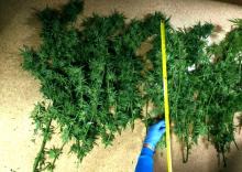 Narkotyki ukrył w przyczepie