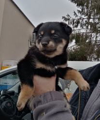 Strażacy wyciągnęli szczeniaka z kontenera na ubrania. Policja szuka sprawcy 