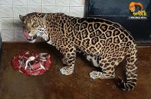 W opolskim zoo obchodzono urodziny samicy jaguara. Bora skończyła 21 lat