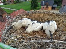 Bociany z Przysieczy mają nowe gniazda. Dwa wyruszyły już w drogę do Afryki