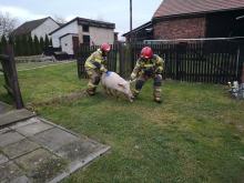 Świnia biegała po polach i drodze. W złapaniu uciekinierki pomogli strażacy