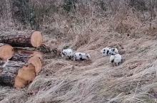 Nietypowe umaszczenie dzików w opolskich lasach