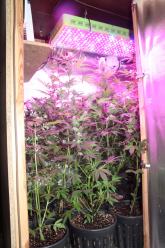 Zlikwidowali plantację marihuany