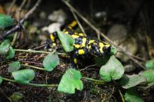 Kolejne narodziny salamander w opolskim zoo