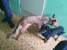 Mieszkaniec Grodkowa znęcał się nad psami. Grozi mu więzienie
