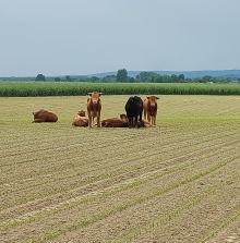Już blisko miesiąc trwa łapanie byków "na gigancie". Na wolności nadal dwie sztuki