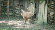Z Poznania do zoo w Opolu przyjechał Kim - samiec takina złocistego