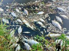 Masa śniętych ryb w powiecie kędzierzyńsko-kozielskim. Wyłowiono ich ponad tonę
