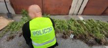 Lecieli z sercem do przeszczepu. Z helikoptera wypatrzyli plantację konopi