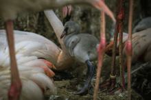 W Opolskim zoo urodziły się flamingi