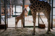 Kolejna żyrafa urodzona w opolskim zoo. "Maluch" zaraz po urodzeniu mierzył ponad 180 cm
