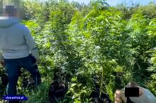 Plantacje marihuany zlikwidowane - 150 tysięcy działek nie trafi na rynek