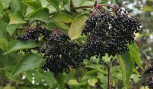 Kwiaty czarnego bzu, kora, jak też owoce posiadają właściwości lecznicze. Szukaj ich w lesie