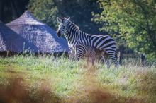 W opolskim zoo urodziła się zebra równikowa