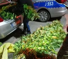 46-latek założył nielegalną plantację marihuany. Namierzyli ją kryminalni z Namysłowa