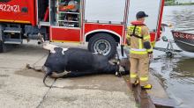 Strażacy wyciągnęli krowę z Odry. Zwierzę było martwe