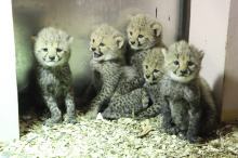 W ogrodzie zoologicznym urodziły się gepardy grzywiaste. Mają 2 ojców