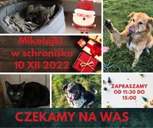 Czworonożni podopieczni Schroniska dla zwierząt w Opolu proszą o puszki z mięsem