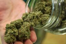 Kryminalni zabezpieczyli marihuanę wartą ponad 200 tys. zł.