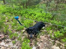 Przywiązany w lesie pies pozostawiony na pewną śmierć