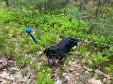 Policjanci ustalili właściciela psa pozostawionego w lesie - okazała się nią 57-latka