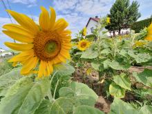 Samoobsługowy "sklep" ze słonecznikami w szczytnym celu