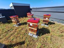 W "nowym Ratuszu" zamieszkały pszczoły. Ule są zrobione z...bębnów od pralek
