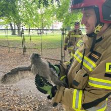 Nietypowe interwencje strażaków - pomagali zwierzętom 