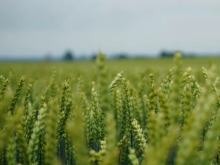 Dlaczego warto sięgać po kwalifikowane nasiona zbóż?