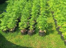 Nielegalna uprawa marihuany - zlikwidowana