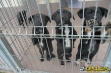 Zwierzaki ze schroniska mają mało zapasów. Placówka prosi o wsparcie