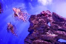 Akwarium morskie - doskonały prezent dla miłośników podwodnego świata!