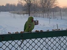 "Jedyna papuga, która żyje w Polsce i dostosowała się do zimowych warunków"
