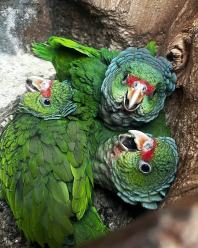 Rosną młode amazonki pąsowe w opolskim zoo. To rzadkość na skalę europejską