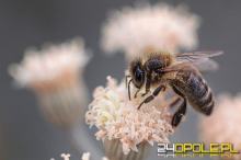 Wielki Dzień Pszczół - znaczenie, biologia i niezwykłe fakty o życiu pszczół