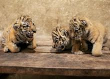 Wielkie święto w Opolskim ZOO. Trzy małe królowe tajgi przyszły na świat